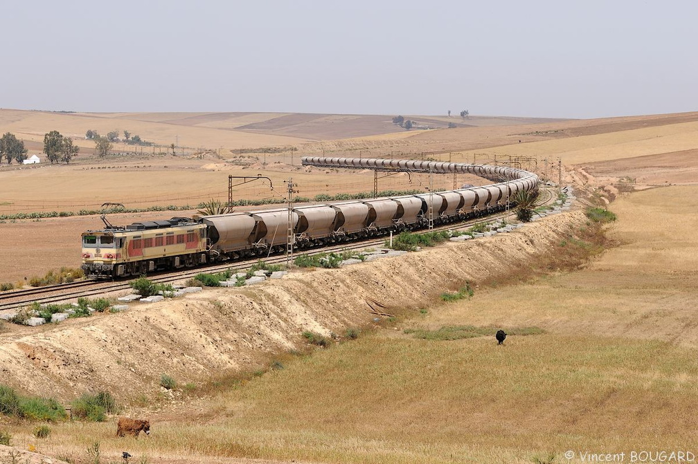 Une E1100 près de Moualin el Oued.